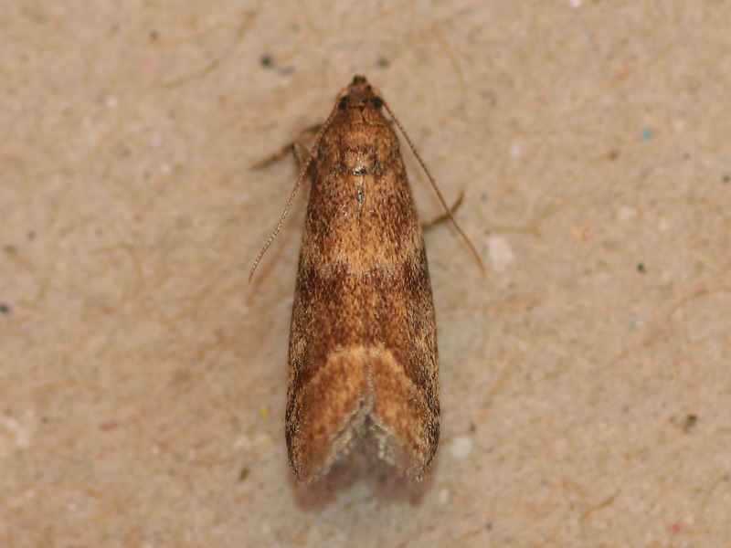 Aiuto ID - Pyralidae